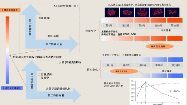 数学院在大鼠和人类胰岛转录组中发现2型糖尿病前期的标志(图2)